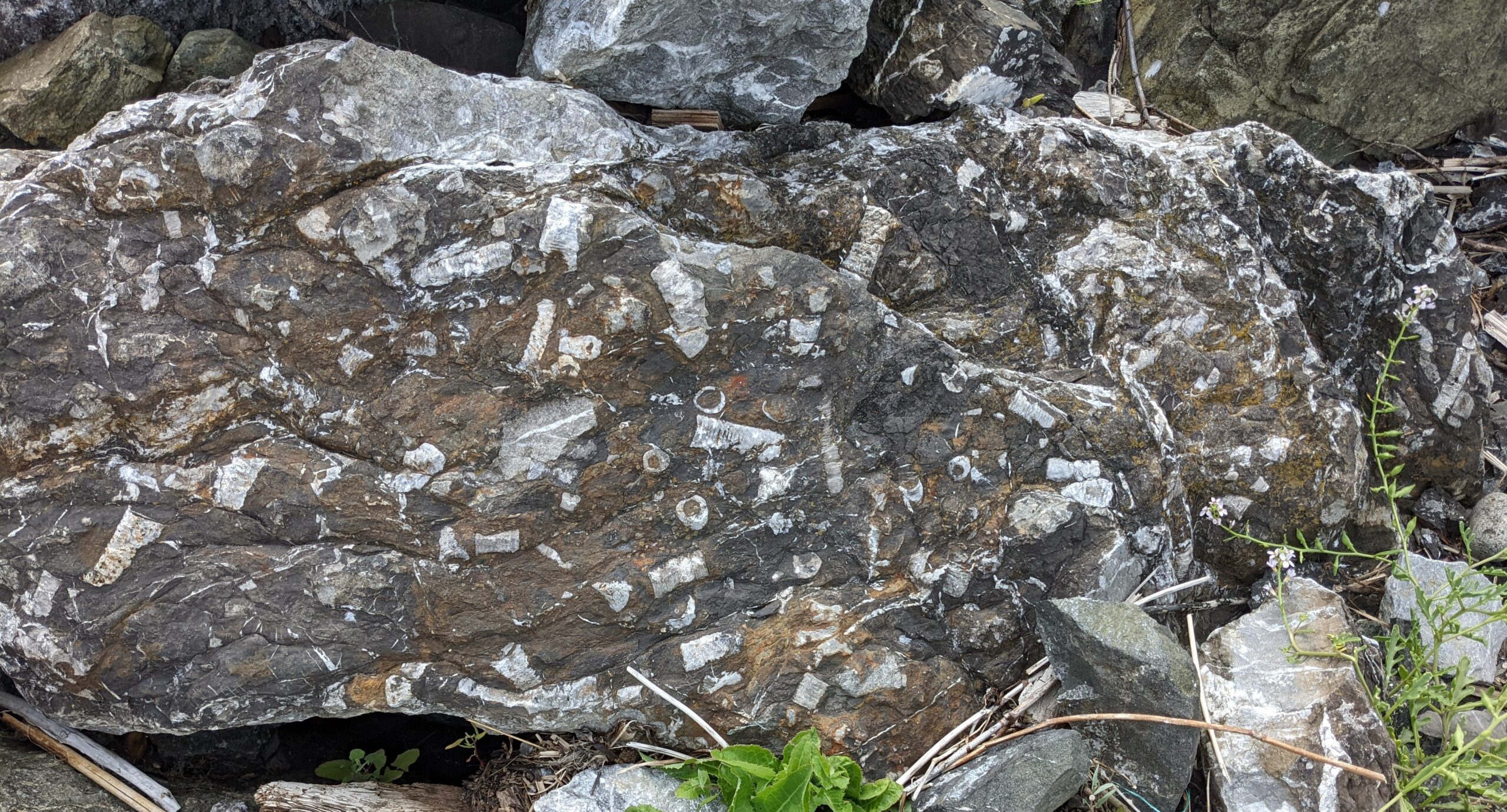 Crinoids at ASB beach